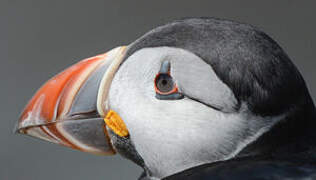 Atlantic Puffin