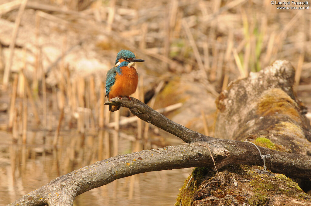 Common Kingfisher