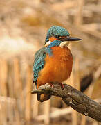 Common Kingfisher