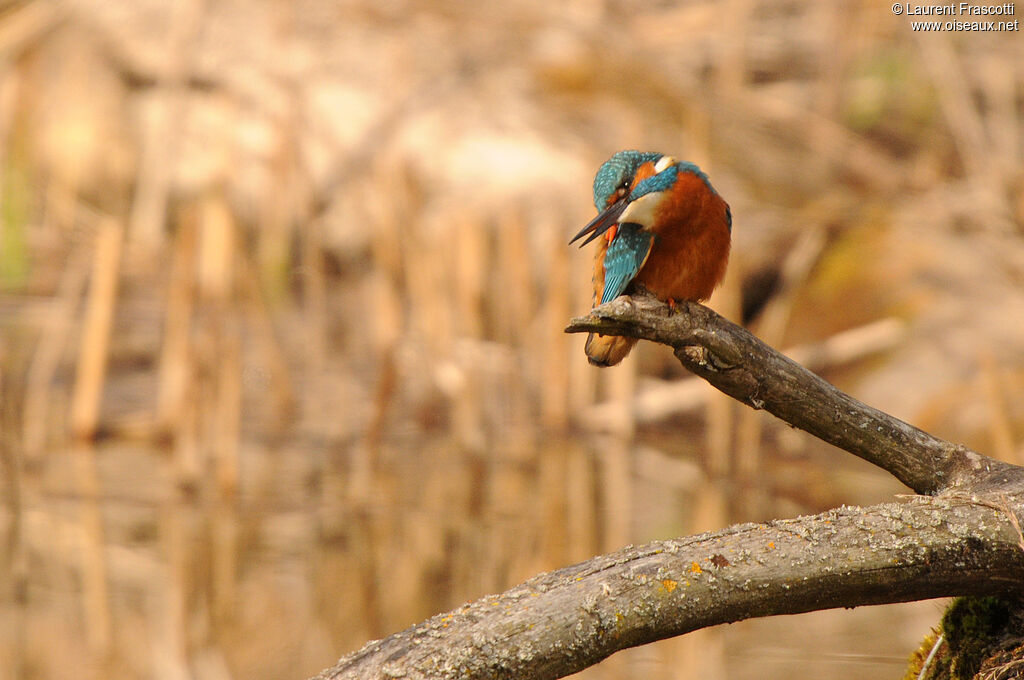 Common Kingfisher