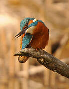 Common Kingfisher