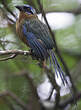 Motmot de Trinidad