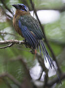 Trinidad Motmot