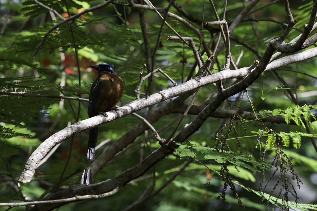 Motmot de Trinidad