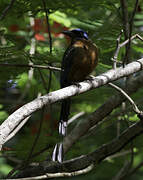 Motmot de Trinidad