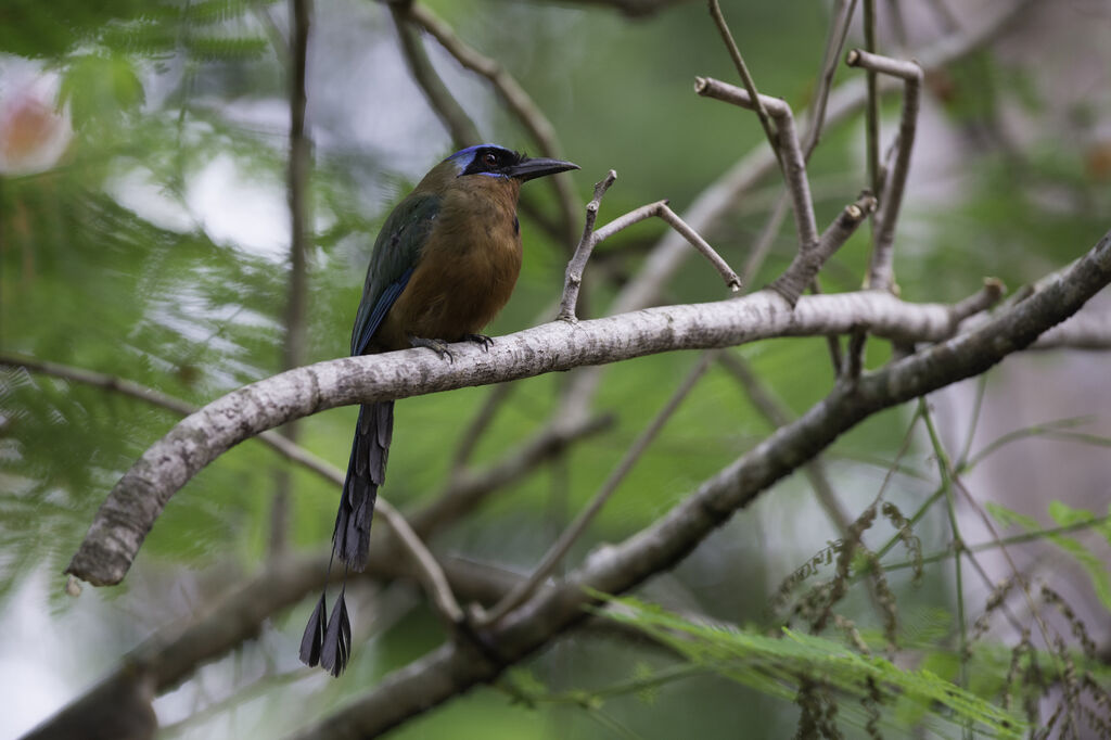 Motmot de Trinidad