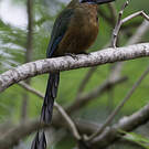 Motmot de Trinidad