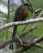 Trinidad Motmot