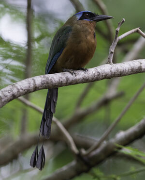 Motmot de Trinidad