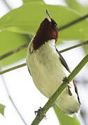 Masked Cardinal