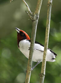 Masked Cardinal - Paroaria nigrogenis