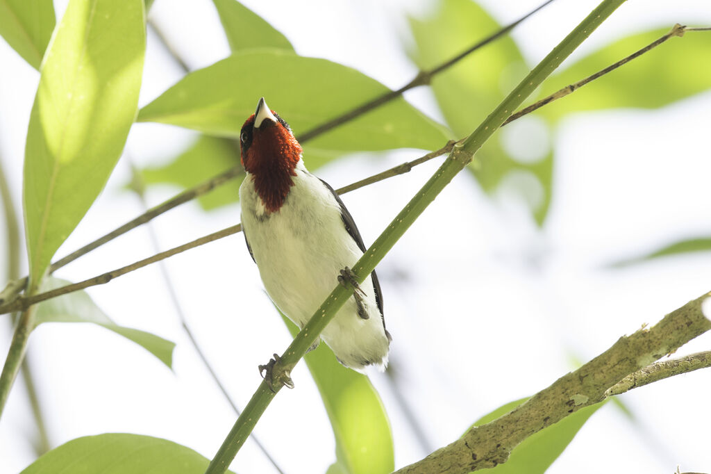 Masked Cardinal