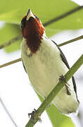 Masked Cardinal