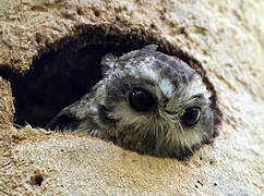 Bare-legged Owl