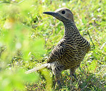 Fernandina's Flicker