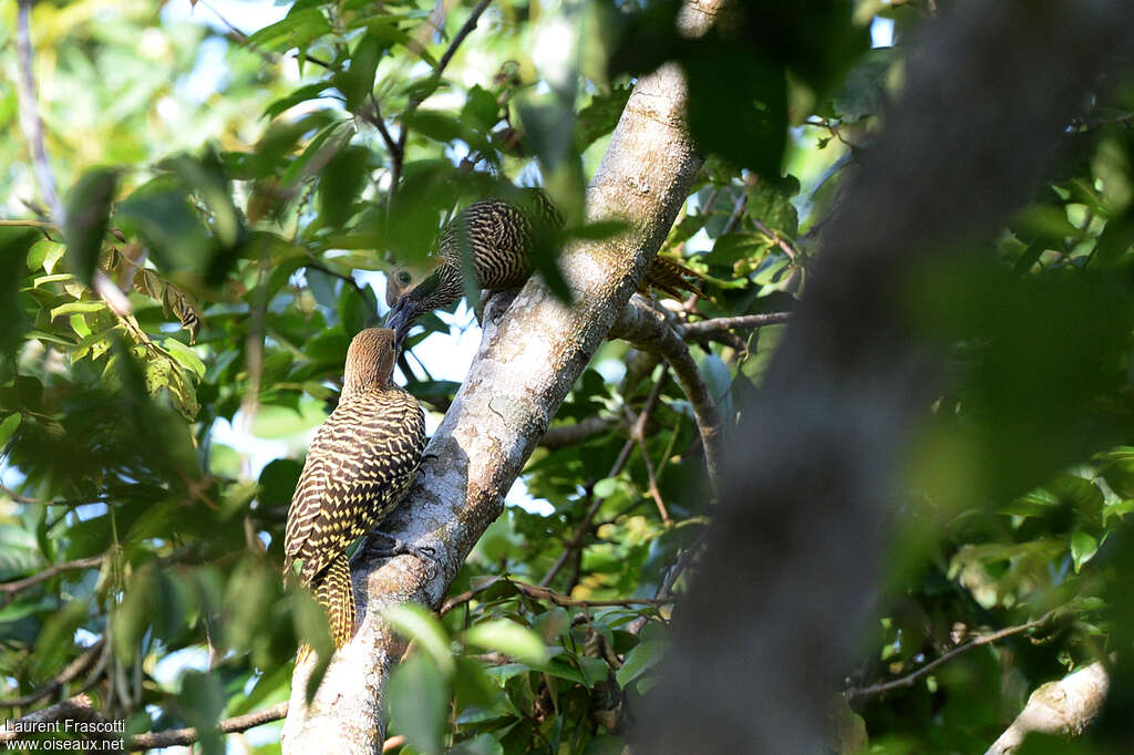 Fernandina's Flicker, Reproduction-nesting