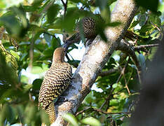 Fernandina's Flicker