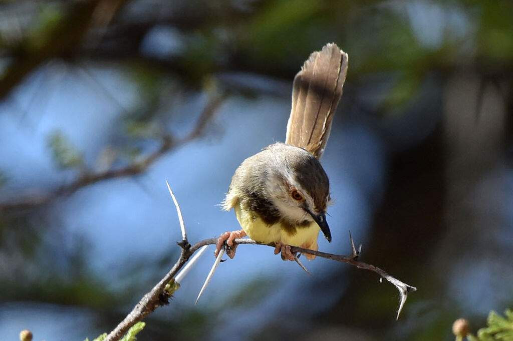 Black-chested Prinia