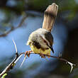 Prinia à plastron