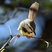 Black-chested Prinia