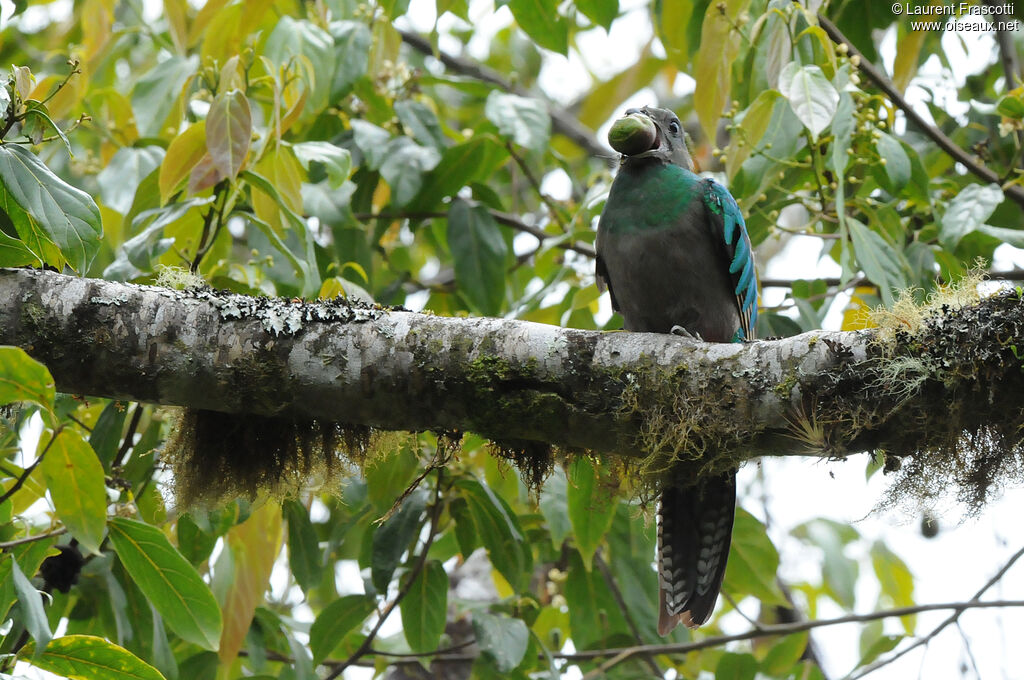 Quetzal resplendissant femelle