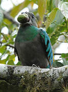 Quetzal resplendissant