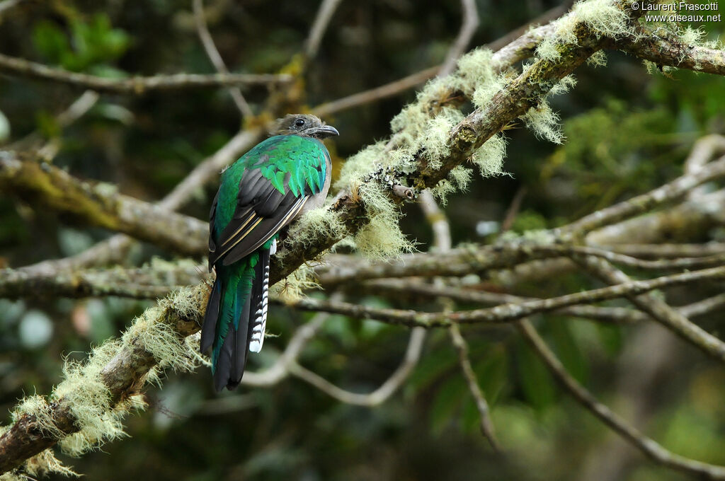 Quetzal resplendissant femelle