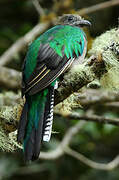 Resplendent Quetzal