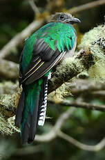 Quetzal resplendissant