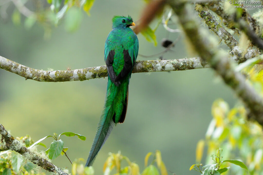 Resplendent Quetzal male