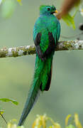 Quetzal resplendissant