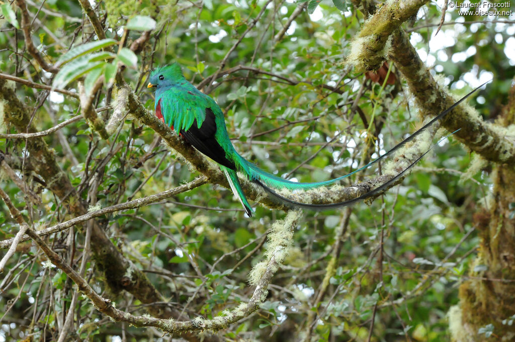 Resplendent Quetzal male