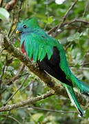 Quetzal resplendissant