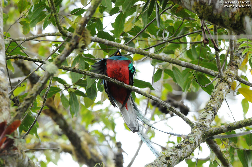 Quetzal resplendissant mâle