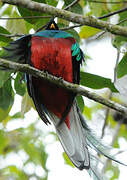 Quetzal resplendissant