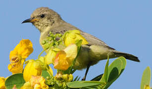 Nile Valley Sunbird