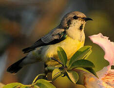 Nile Valley Sunbird