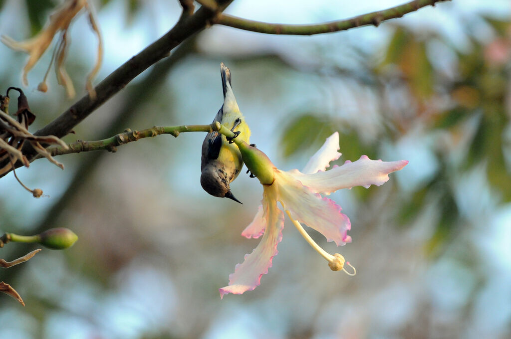 Nile Valley Sunbird