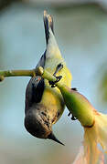 Nile Valley Sunbird