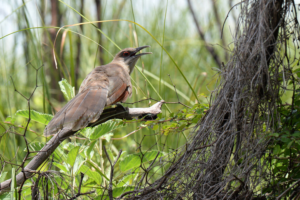 Great Lizard Cuckoo