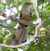 Great Lizard Cuckoo