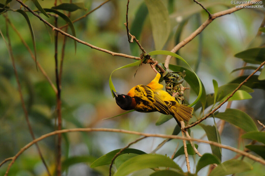 Village Weaver