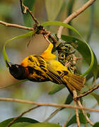 Village Weaver