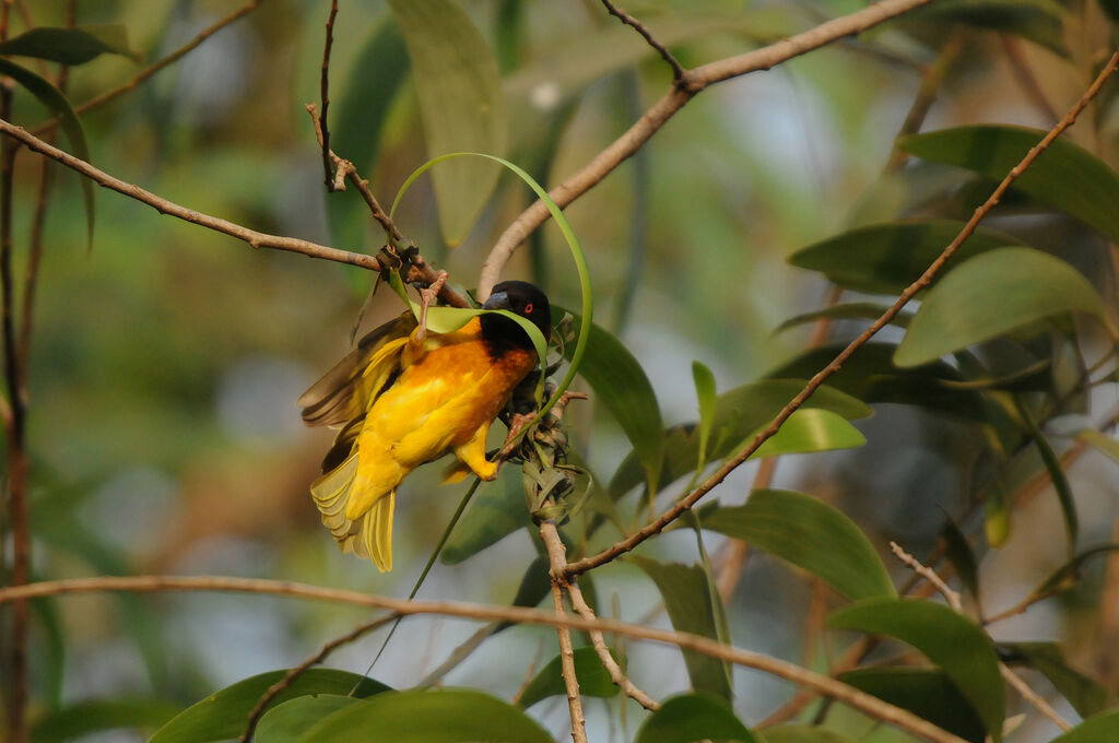 Village Weaver