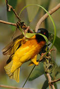 Village Weaver