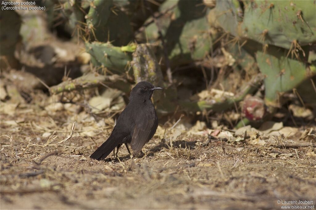 Black Scrub Robin