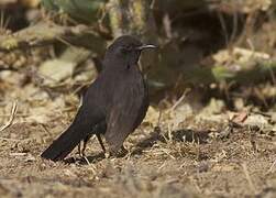 Black Scrub Robin