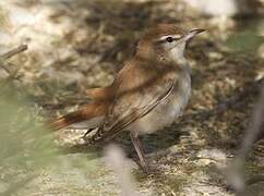 Rufous-tailed Scrub Robin