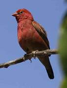 Red-billed Firefinch