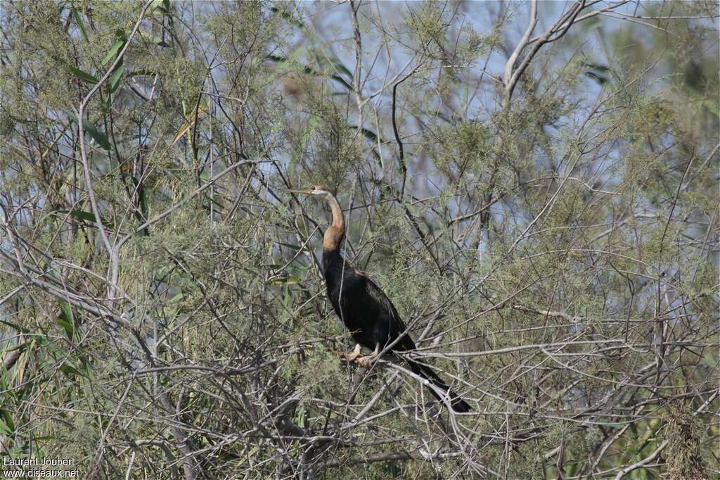 Anhinga d'Afriqueadulte, habitat